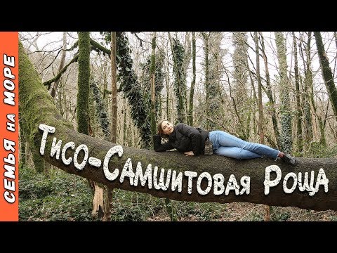 Тисо-Самшитовая Роща. Экскурсии Сочи | Достопримечательности Сочи