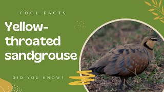 yellow-throated sandgrouse facts by Amazing Planet! 468 views 1 year ago 37 seconds