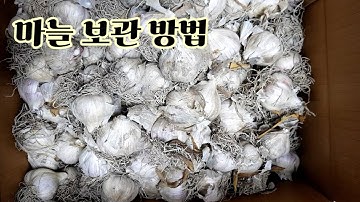 마늘 얼리지 않고 절대 썩지않게 보관하는 방법 자신있게 강추