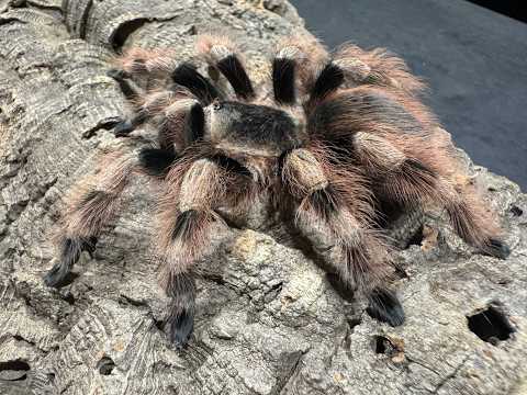 Nhandu colloratovilosus, Black & White Birdeater a closer look