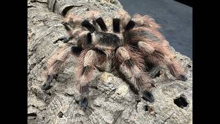 Nhandu colloratovilosus, Black & White Birdeater  a closer look