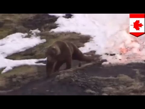 Vídeo: En El Norte De Kuzbass, Un Cazador Disparó A Un Yeti, Confundiéndolo Con Un Oso - Vista Alternativa