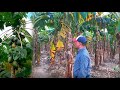 Increíble Conuco de 500 tareas de plátanos en Belloso de Luperón, la vida del campo es saludable