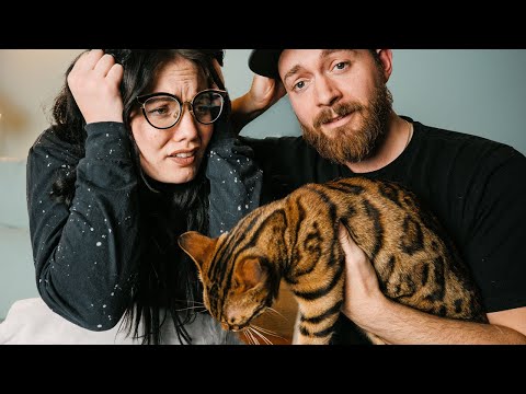 Video: Hoeveel kost een Bengaalse kitten?