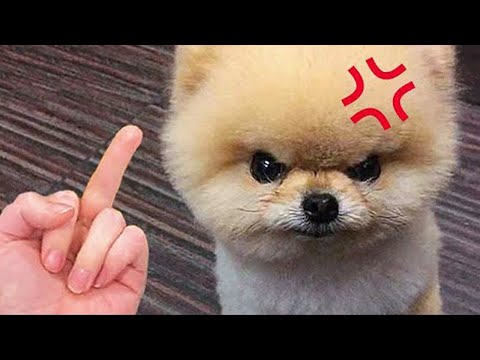 Tik Tok Chó Phốc Sóc Mini 😍 Funny and Cute Pomeranian #147