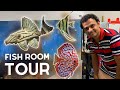 Some of the rarest fish in this garage hobbyist fish room tour