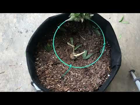 How to High-Stress Train a Cannabis Plant