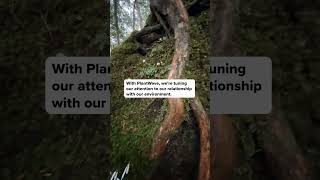 In the ancient mossy forest of Yakushima, Japan, I recorded the bioelectric signals of moss growing