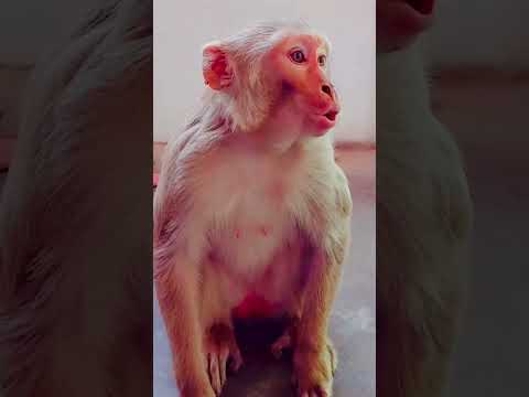anaya kahan gayab ho gayi ❤️😂 #shortvideo #monkey #trending #viral #shorts #funny #comedy #animals