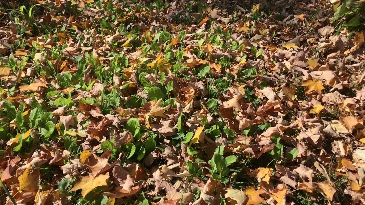 Embracing the Duality of Abstract Discreteness vs. the Unity of All Things