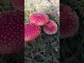Красоты осени