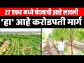 चंदन शेतीतुन यशस्वी होण्याचा मार्ग | चंदन शेती | chandan farming | sandalwood farming | चंदन की खेती