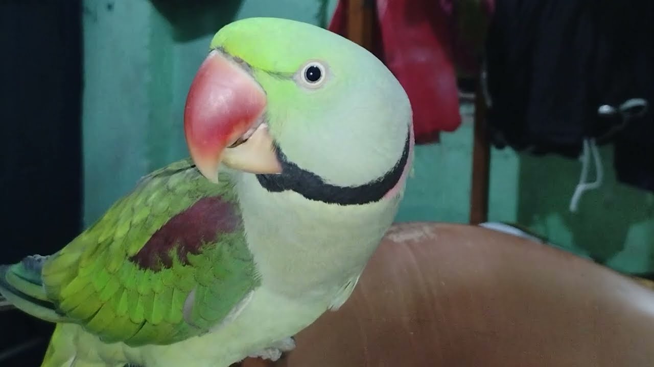 Mama ❤️🦜 talking parrot like a mama ❤️🦜🤣🦜