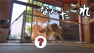 目の前を通りすぎる何かに夢中のレトリバーまる