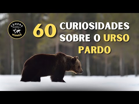 60 Curiosidades Sobre O Urso Pardo