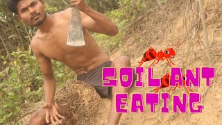 Survival Live In Forest Animals - Eating Soil Ant