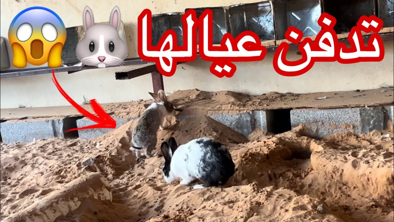 الام تدفن عيالها + طيرت الحمام🕊️