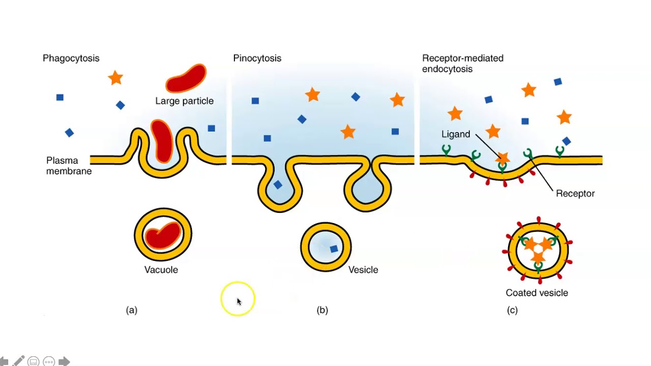 Эндоцитоз функции. Фагоцитоз и эндоцитоз. Эндоцитоз фагоцитоз пиноцитоз. Процесс эндоцитоза схема. Эндоцитоз этапы фагоцитоза пиноцитоз экзоцитоз.