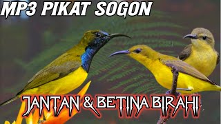 Mp3 Pikat Sogon Ampuh Jantan &Betina Birahi