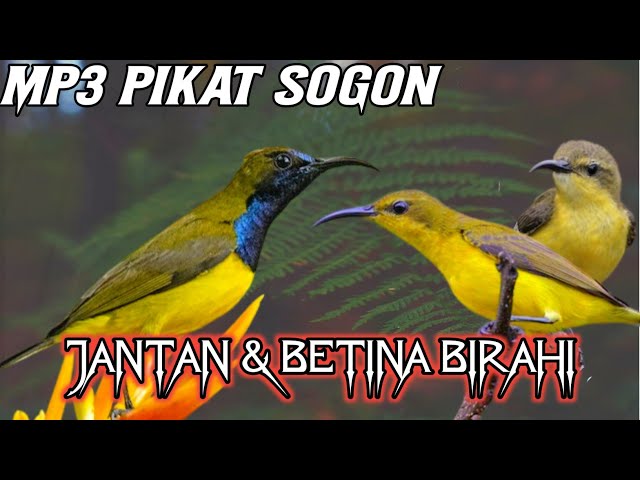 Mp3 Pikat Sogon Ampuh Jantan &Betina Birahi class=