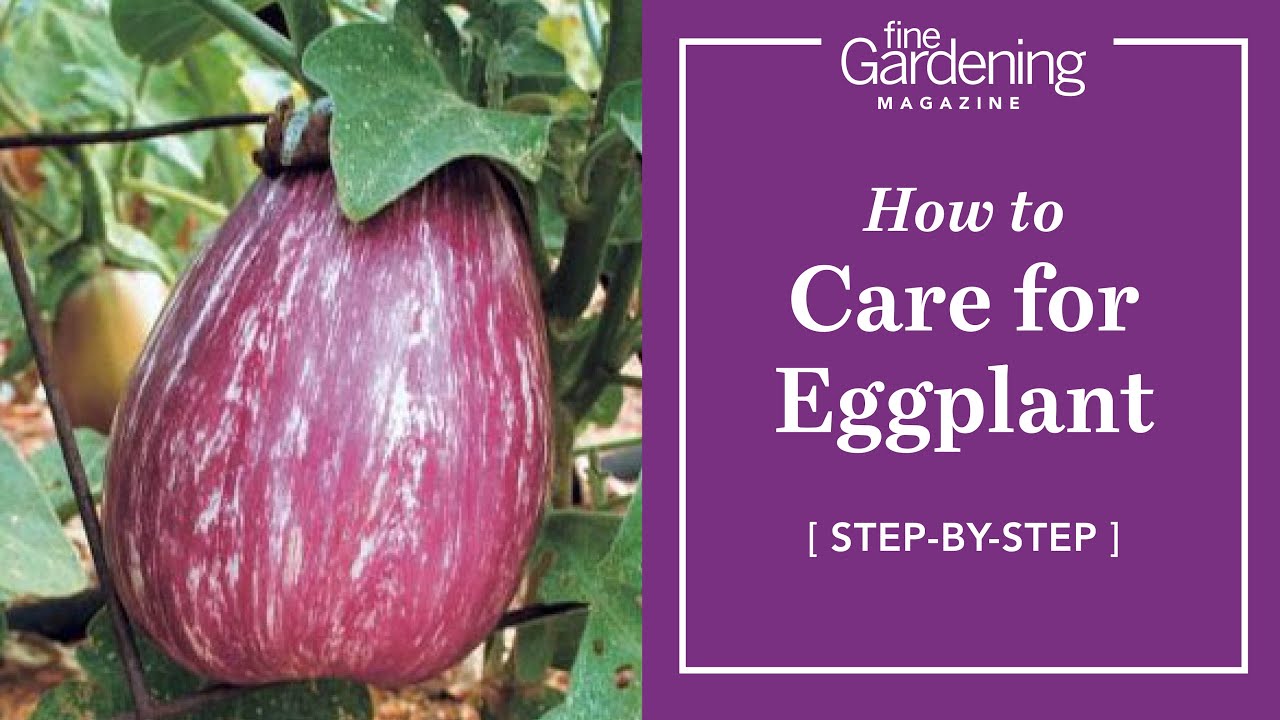 How to Care for Eggplants YouTube