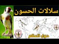 هل تعرف جميع سلالات أو أنواع الحسون حول العالم ؟؟