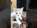 comment karke batao🐾😹 #trending #shorts #youtubeshorts #trendingshorts #kittenlove #kittenfunnyvideo