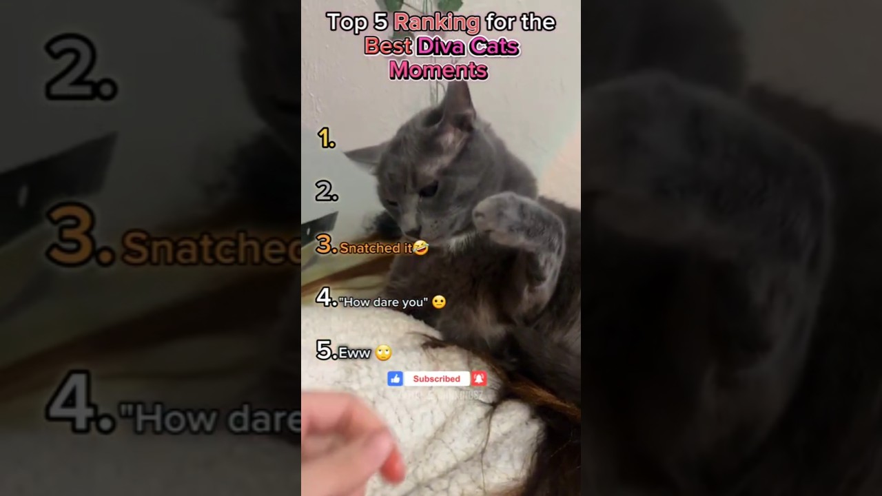Рейтинг лучших моментов с кошками-дивами 🤣💯