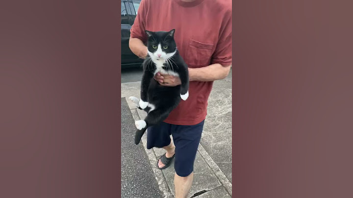 【祝！100万再生突破】脱走して捕まった家猫の末路 The end of the house cat that escaped and was caught #Shorts #ハチワレ猫