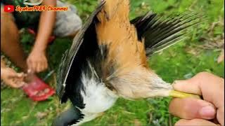 Suara aneh keluar ketika mencari ruak-ruak