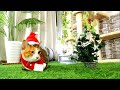 【悲報】非リア充クリぼっち猫飼い主のワイ、元野良猫と涙目のクリスマスパーティーを開催してしまうw