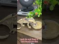 It only takes one minute to teach you how to raise a crested gecko. Come and have a look~#gecko