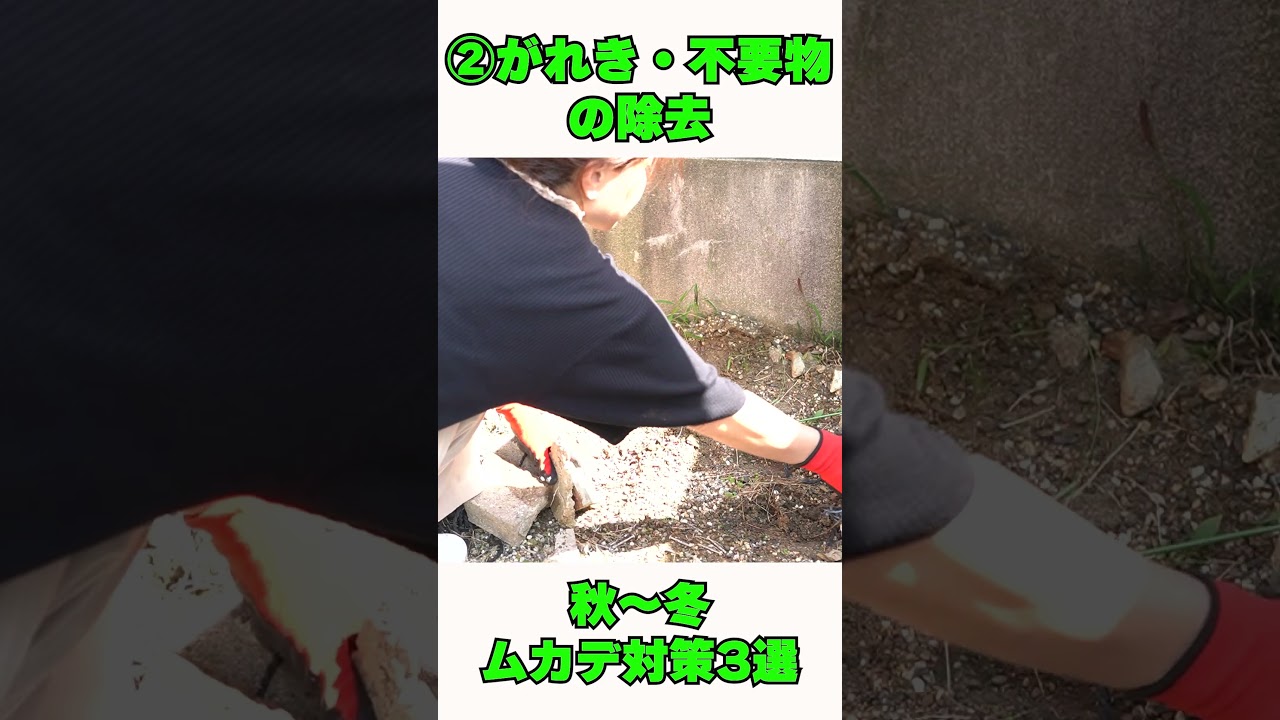 【秋冬のムカデ対策3選】秋から冬にかけてにやっておきたいムカデ対策 ムカデ駆除 ムカデ越冬防止 春にムカデの発生を抑える方法 #shorts #ムカデ駆除 #殺虫剤