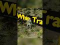 Top 3 Deadliest Vietnam War Traps ☠️🔥 #VietnamWar #WarFacts #FactDora #AmazingFacts #Shorts