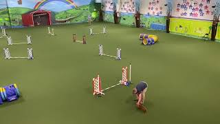 dachshund agility