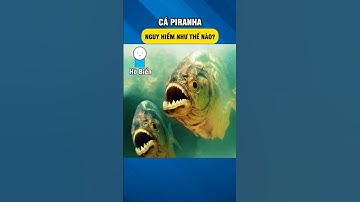 Cá Piranha - Kẻ Săn Mồi Khát Máu? #shorts