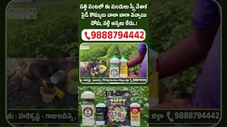 కర్నూల్ పత్తి పంటలో ఈ స్ప్రే కొట్టాక సైడ్ కొమ్మలు డబుల్ 🚀 దోమ, నల్లి పూర్తిగా మాయం!