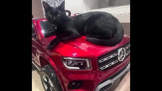 😺 What have you achieved? 🐈 Funny video with cats and kittens for a good mood! 😸