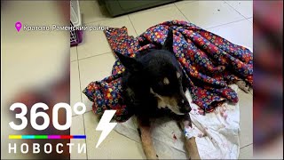 В поселке Кратово Раменского района мужчину укусила бешеная собака В поселке Кратово Раменского района мужчину укусила бешеная собака