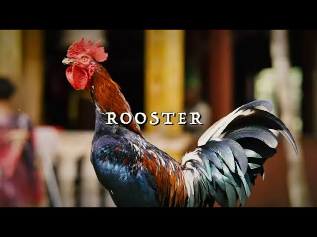 JJ Grey & Mofro - Rooster