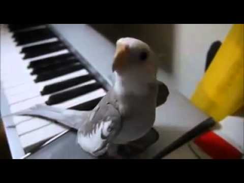 Video: Dekorativa Fåglar: Amazon Papegoja. Funktioner Av Fjäderfähåll
