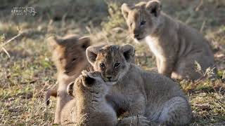 Very Cute Playful Cubs with their Mom. #amazing #africa #animals
