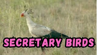 Cooldown with this compilation of SECRETARY BIRDS by Cooldown Compilation 1,000 views 4 months ago 2 minutes, 11 seconds