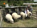 Чим живуть закарпатські вівчарі.flv