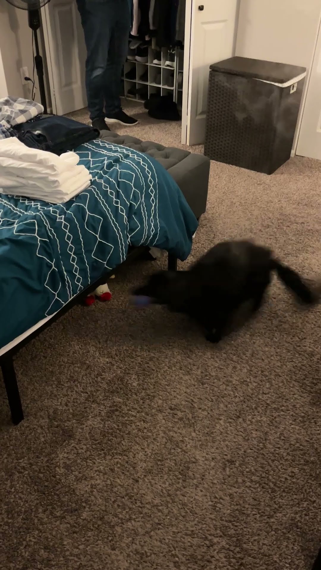 Dog Runs Circles Beneath Bed || ViralHog