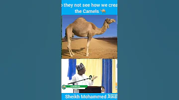 Sheik Mohammed Awal Shorts 