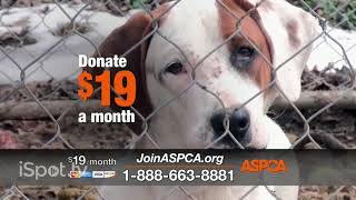 aspca commercial 2021 the first snow away