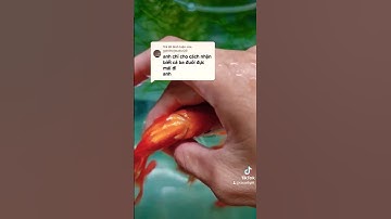 CÁCH NHẬN BIẾT CÁ BA ĐUÔI ĐỰC CÁI