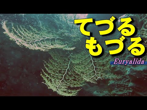 テヅルモヅル まるで 動く植物 日中に腕を広げる希少映像 Euryalina Youtube テヅルモヅル まるで 動く植物 日中に腕を広げる希少映像 Euryalina Youtube