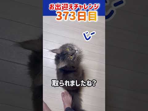 猫お出迎えチャレンジ373日目【メインクーン‘s】 #猫 #かわいい #アリスさん